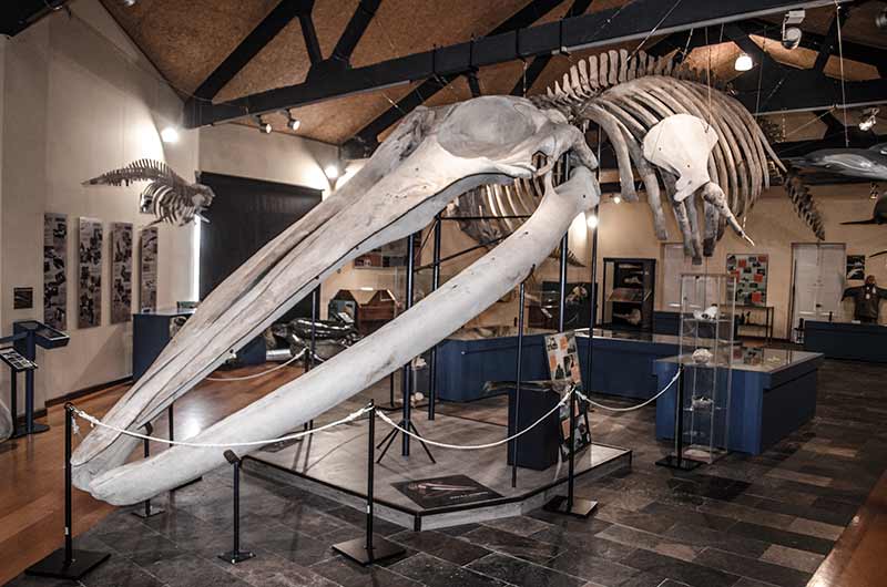 Museo de Historia Natural de Ferrol Museo de Historia Natural de Ferrol