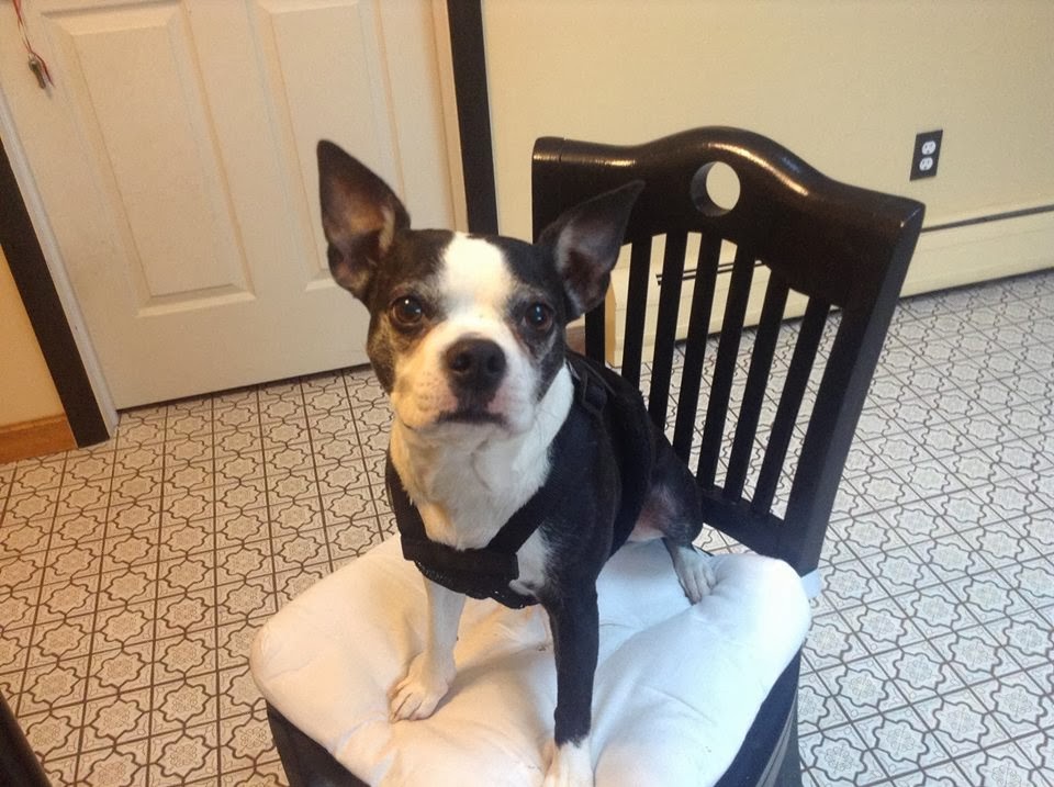 Northeast Boston Terrier Rescue Stella Is Adopted