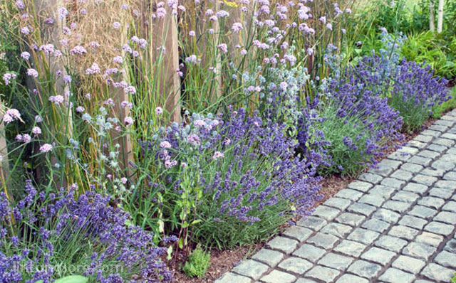 Lavender tanaman pengusir nyamuk Lavender tanaman pengusir nyamuk