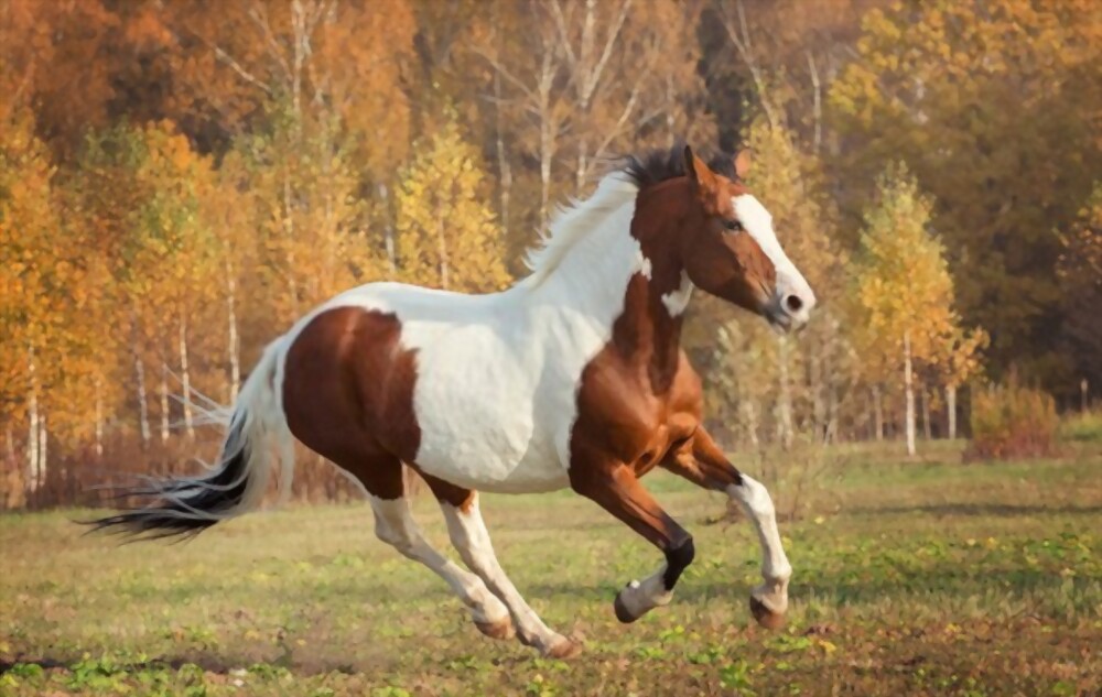 most expensive breed of horse