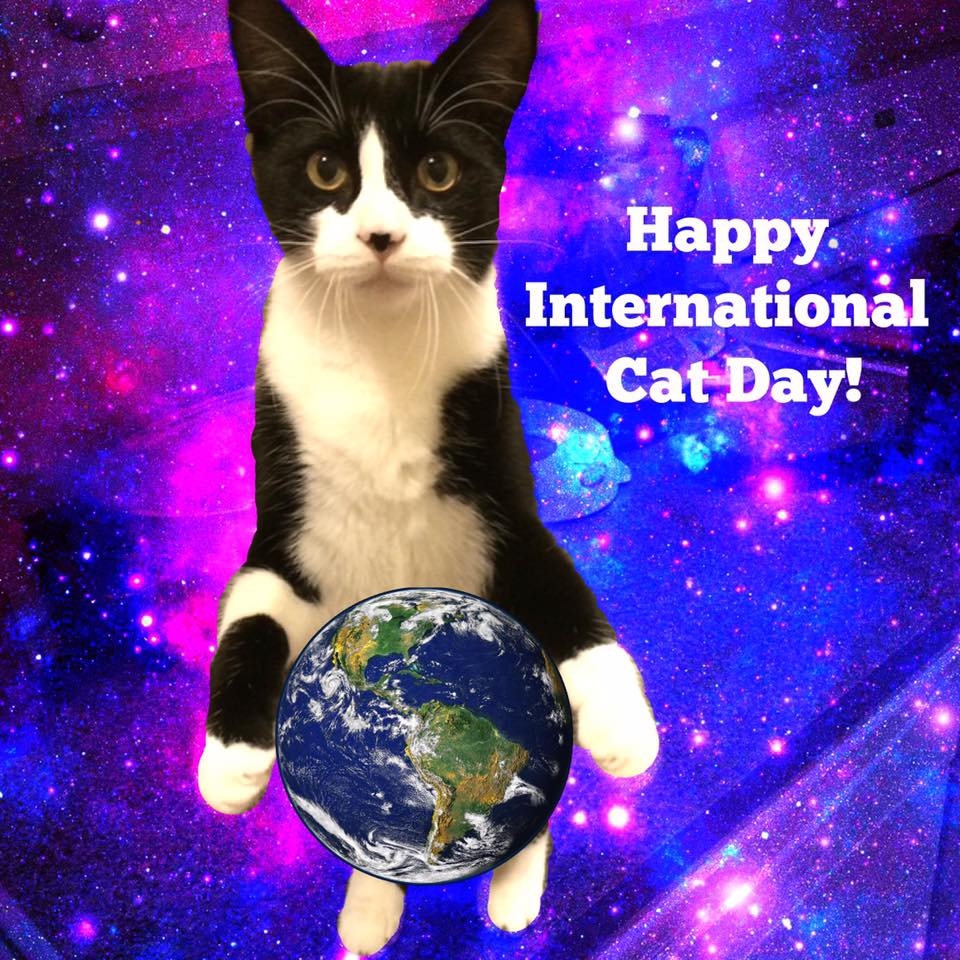 International Cat Day