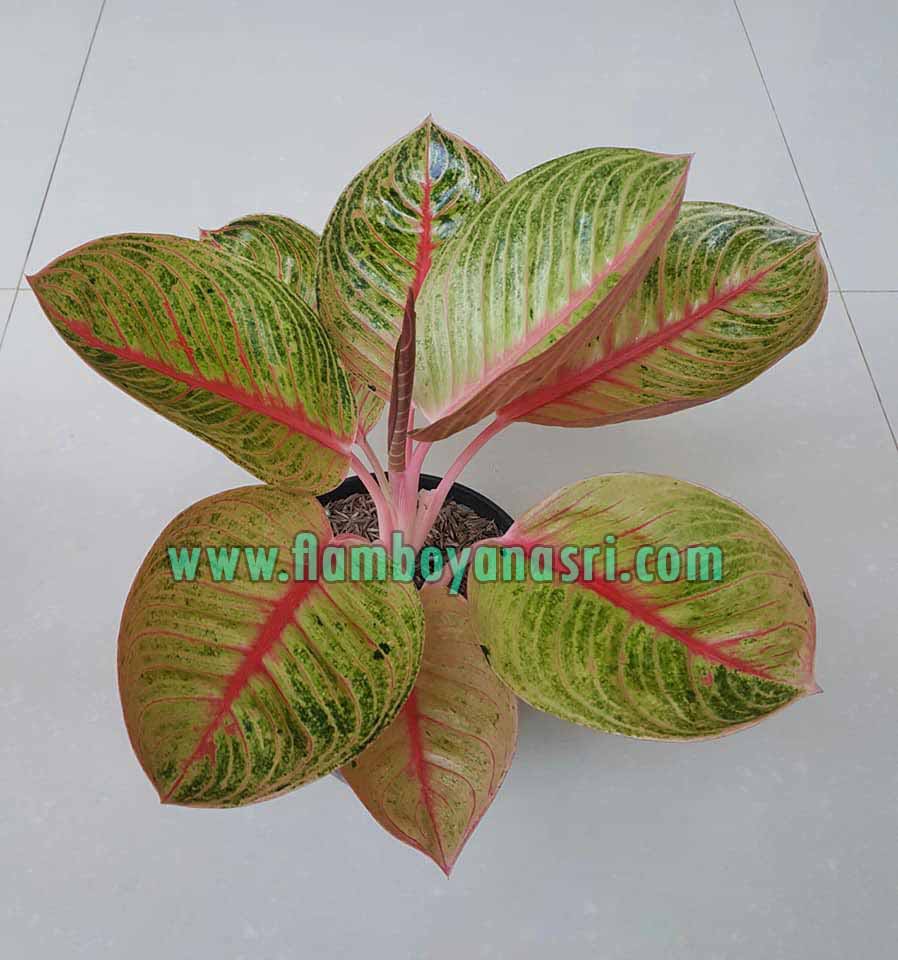 35 Jenis Aglaonema Beserta  Gambar  TUKANG TAMAN SURABAYA