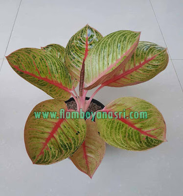 35 Jenis Aglaonema Beserta Gambar