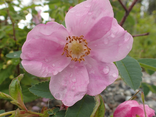 image of a wild rose bloom