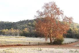 A foto mostra a neve no campo ao amanhecer e já congelada na Região Sul do Brasil. A foto mostra a neve no campo ao amanhecer e já congelada na Região Sul do Brasil.
