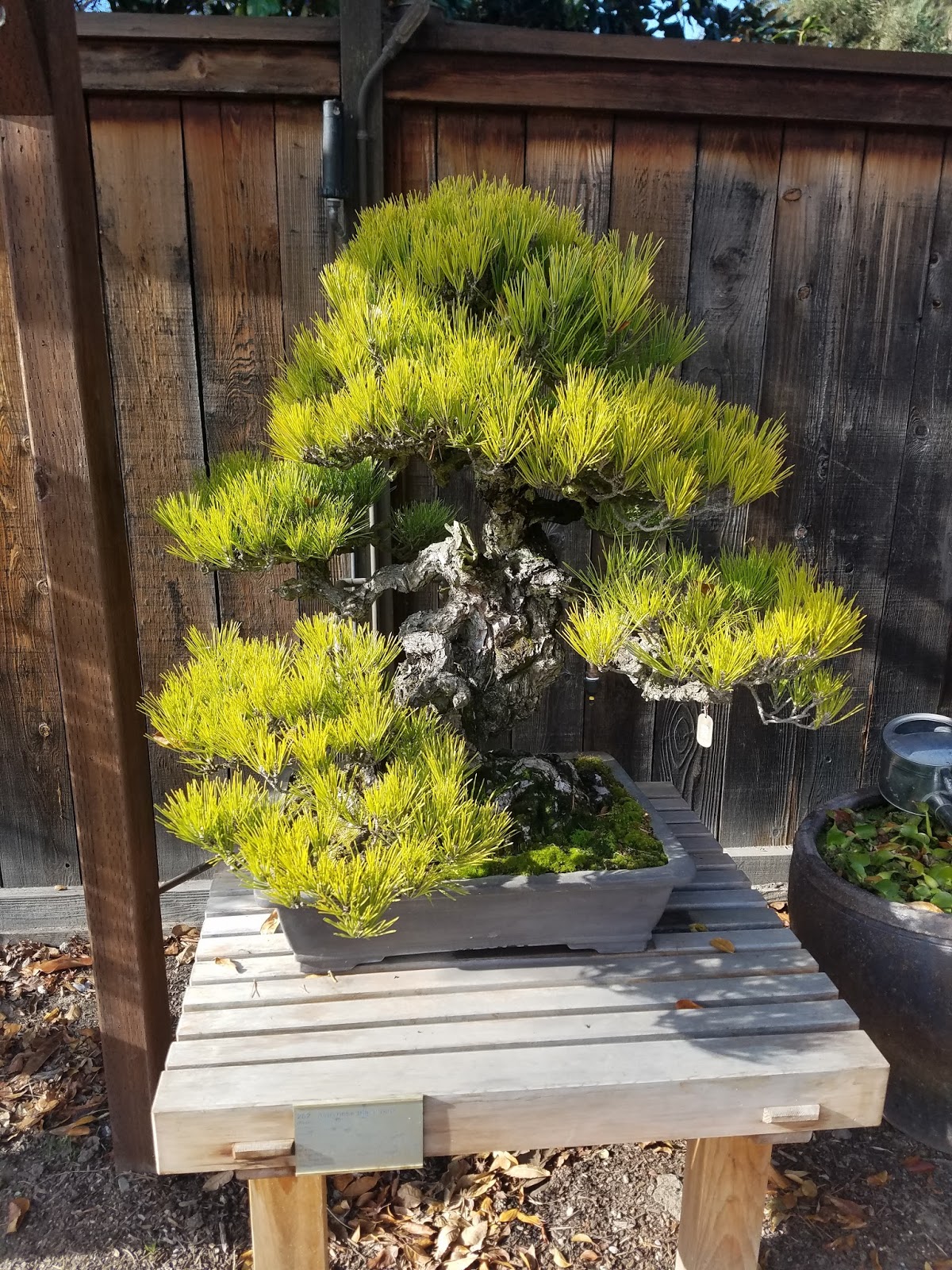 Adventures in Weseland The Bonsai Garden at Lake Merritt