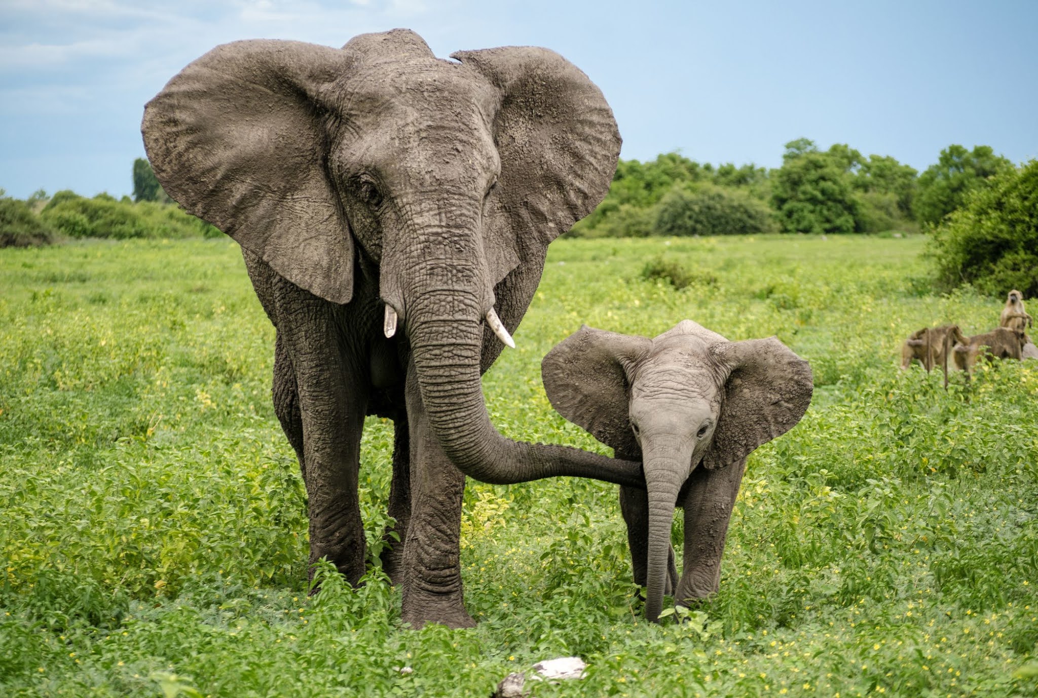 green-world-16-08-2020-animal-of-the-week-elephant