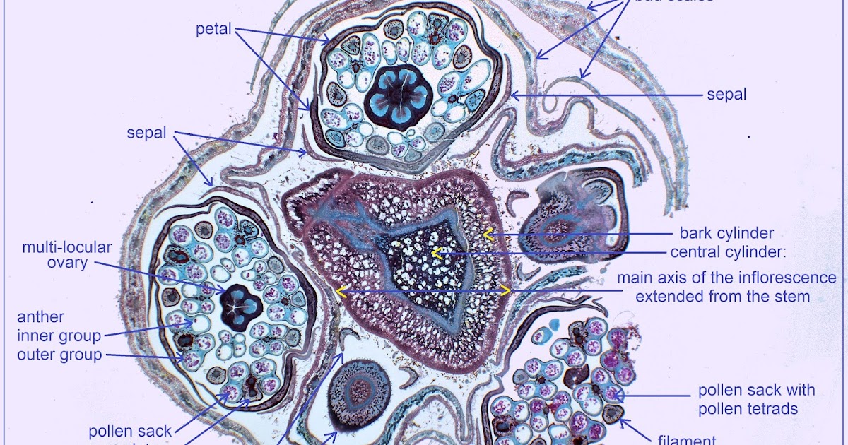Lily Ovary Cross Section Labeled