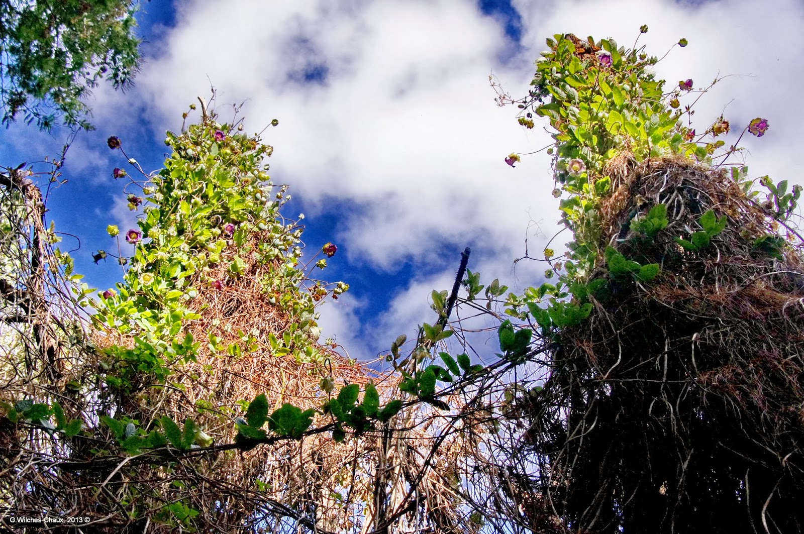 LA ESPECIE URBANA OTRO BOSQUE ENCANTADO EN BOGOTÁ