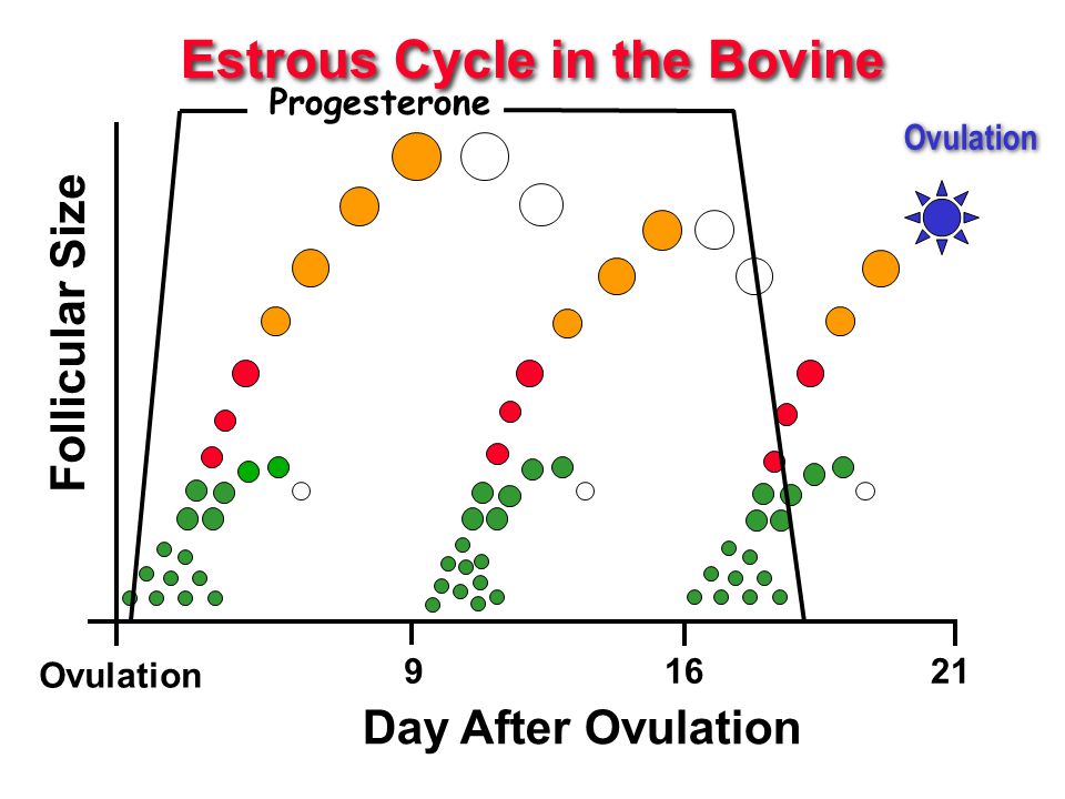 Estrus cycle synchronization in Cows