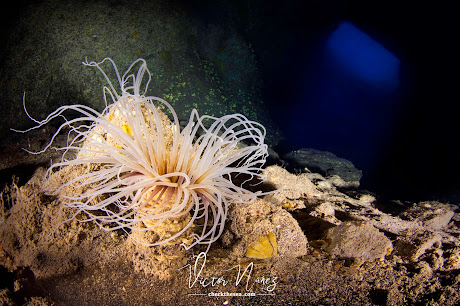 Check the Sea. Web de buceo y fotografía submarina de las Islas Canarias