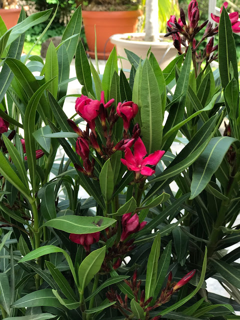 der neue Oleander in dunkelrot (c) by Joachim Wenk der neue Oleander in dunkelrot (c) by Joachim Wenk