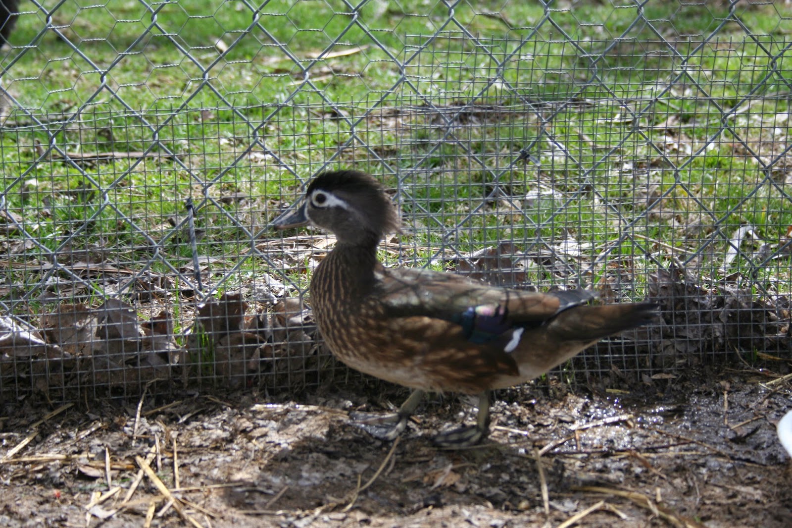 Chicken Scratch Poultry: Farm Happenings - Raising a Baby Wood Duck