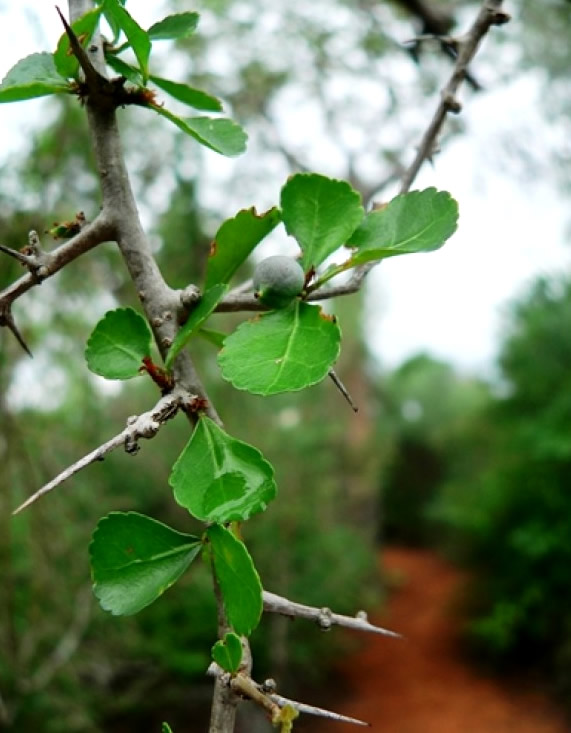 Commiphora mukul