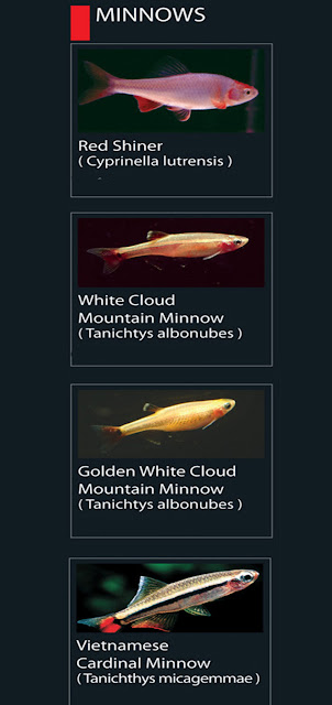 1. Red Shiner nama latin cyprinella lutrensis  2. White Cloud Mountain Minnow  Nama latin Tacichtys albonubes 3. Golden White Cloud Mountain Minnow  Nama latin Tanichtys albonubes  4. Vietnamese Cardinal Minnow  Nama latin Tachthys micagemmae