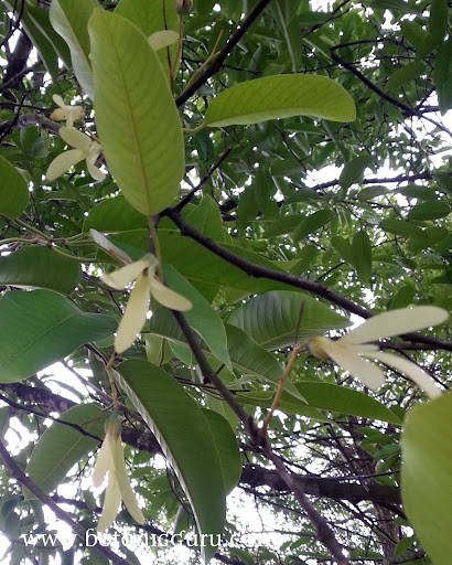 Shorea roxburghii, White Meranti, Sweet Shorea seeds