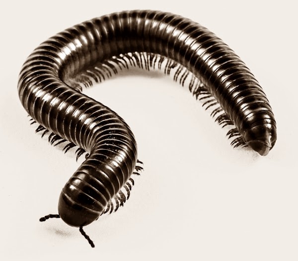 12 Ciri-Ciri Kaki Seribu 12 Ciri-Ciri Kaki Seribu