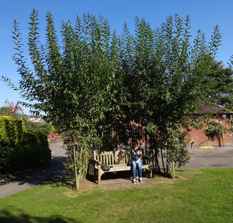 The Ham and Egger Files Benches at Vickersway Park in Northwich