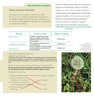 Respuestas Apoyo Primaria Ciencias Naturales 4to Grado Bloque II Tema 1 Diversidad en la reproducción 