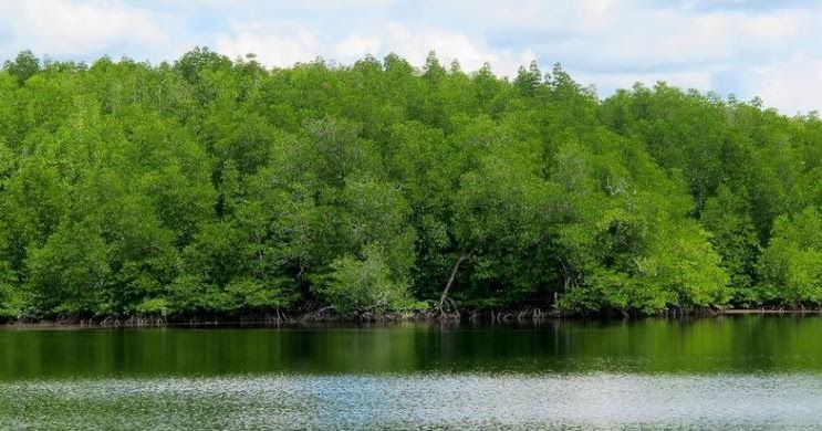 Ghelegar Net Makalah Hutan Mangrove