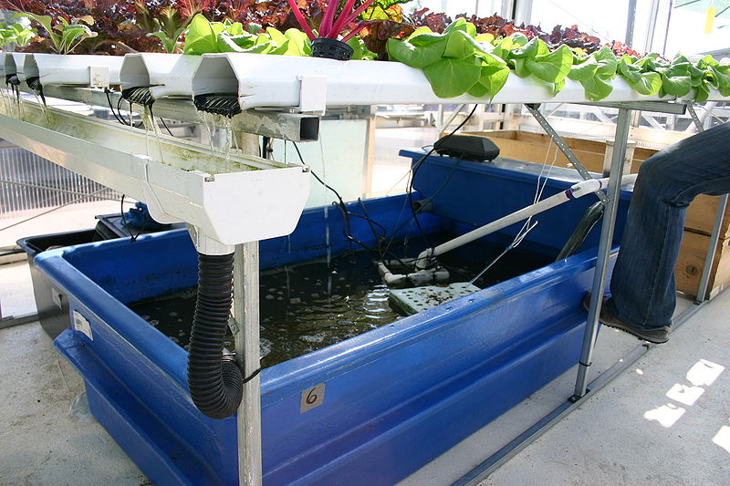 Catfish Aquaponics : Aquaponic-gardening Saves Families Funds And Is An Amazing Survival Plan