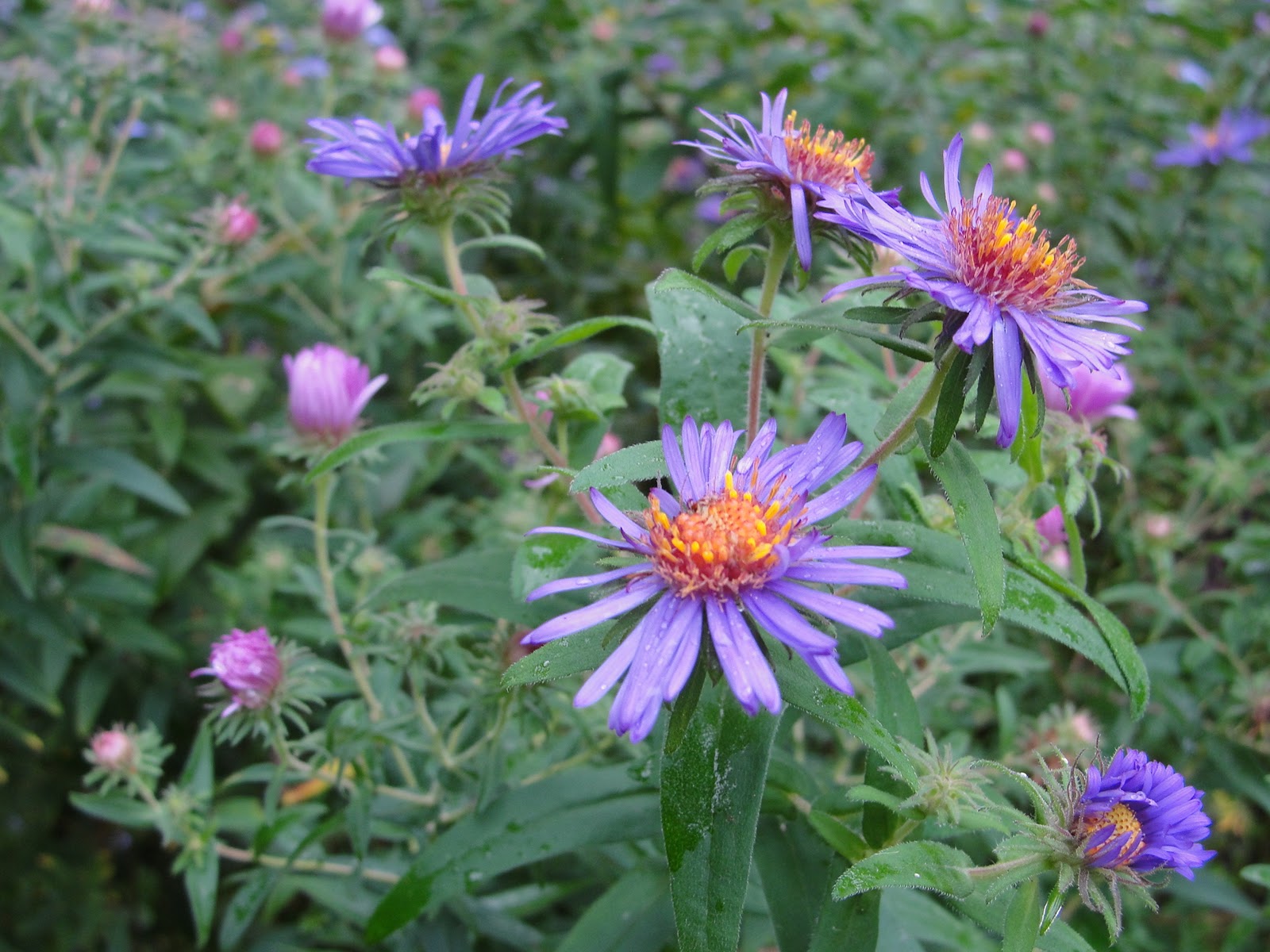 cape cod in fall | Mary Richmond's Cape Cod Art and Nature