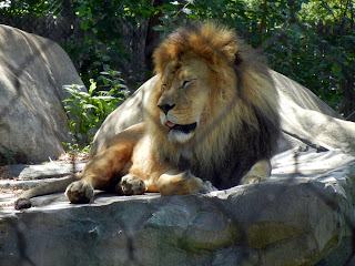 Lion at the Henry Vilas Zoo in Madison, Wisconsin
