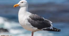 5 Contoh Teks Report tentang Burung - DEMI YURFINA�S BLOG