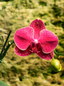 Light red Phalaenopsis Moth Orchid Centennial Park Conservatory by garden muses-not another Toronto gardening blog