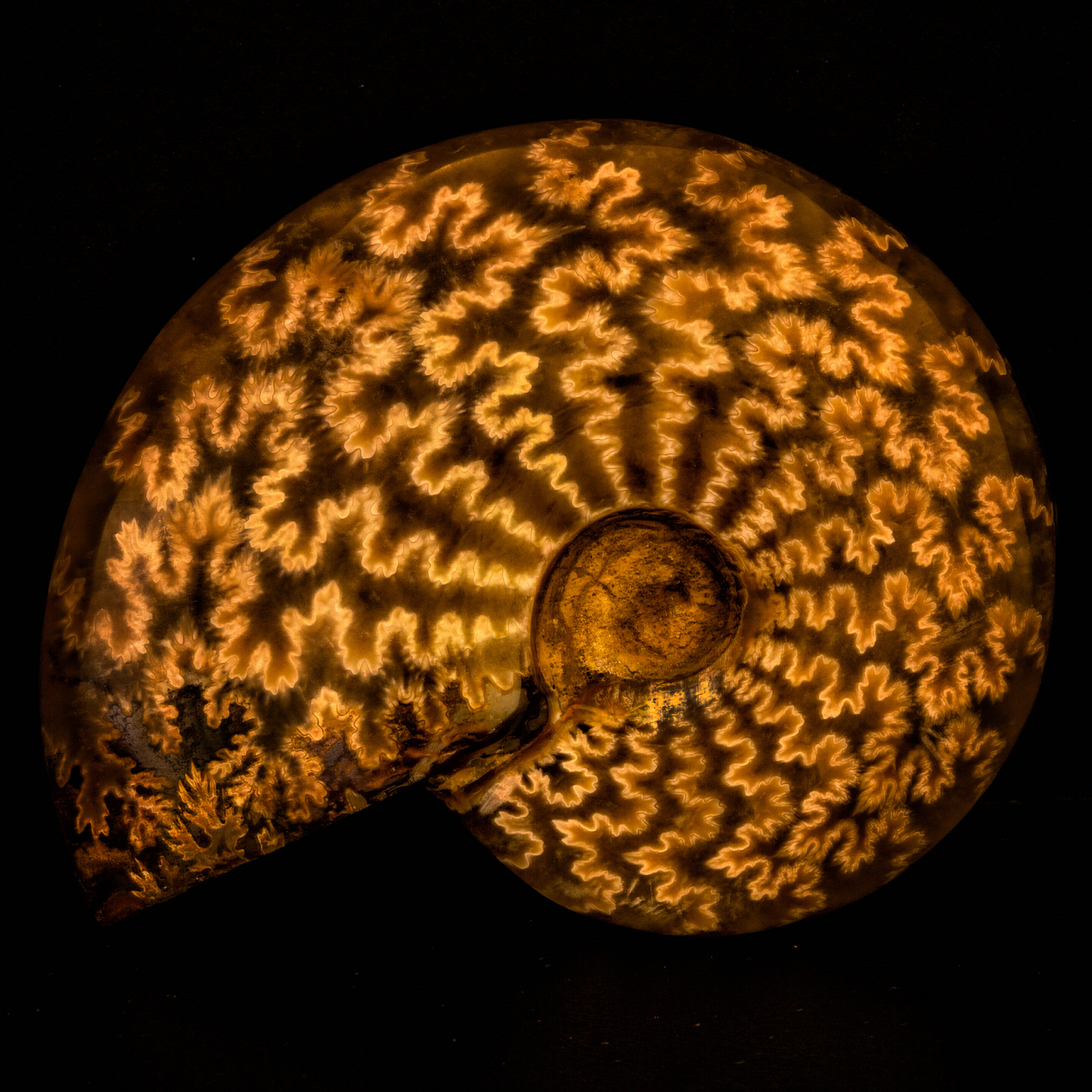 FOSSIL HUNTRESS SUTURES RIDGES AND LOBES fossil-huntress-sutures-ridges-and-lobes