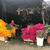 Disminuyen ventas de flor de muerto en mercado San José
