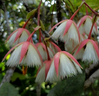 anyang adalah tanaman yang sering kita jumpai disekitar kita Manfaat dan Khasiat Tanaman Anyang-Anyang (Elaeocarpus Grandiflora J.E.Smith)