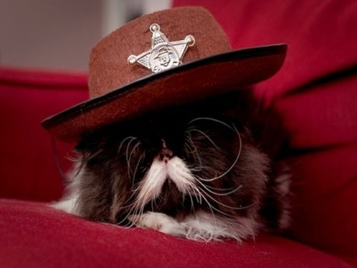 Cat sheriff 