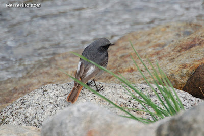 Cotxa fumada (Phoenicurus ochruros)