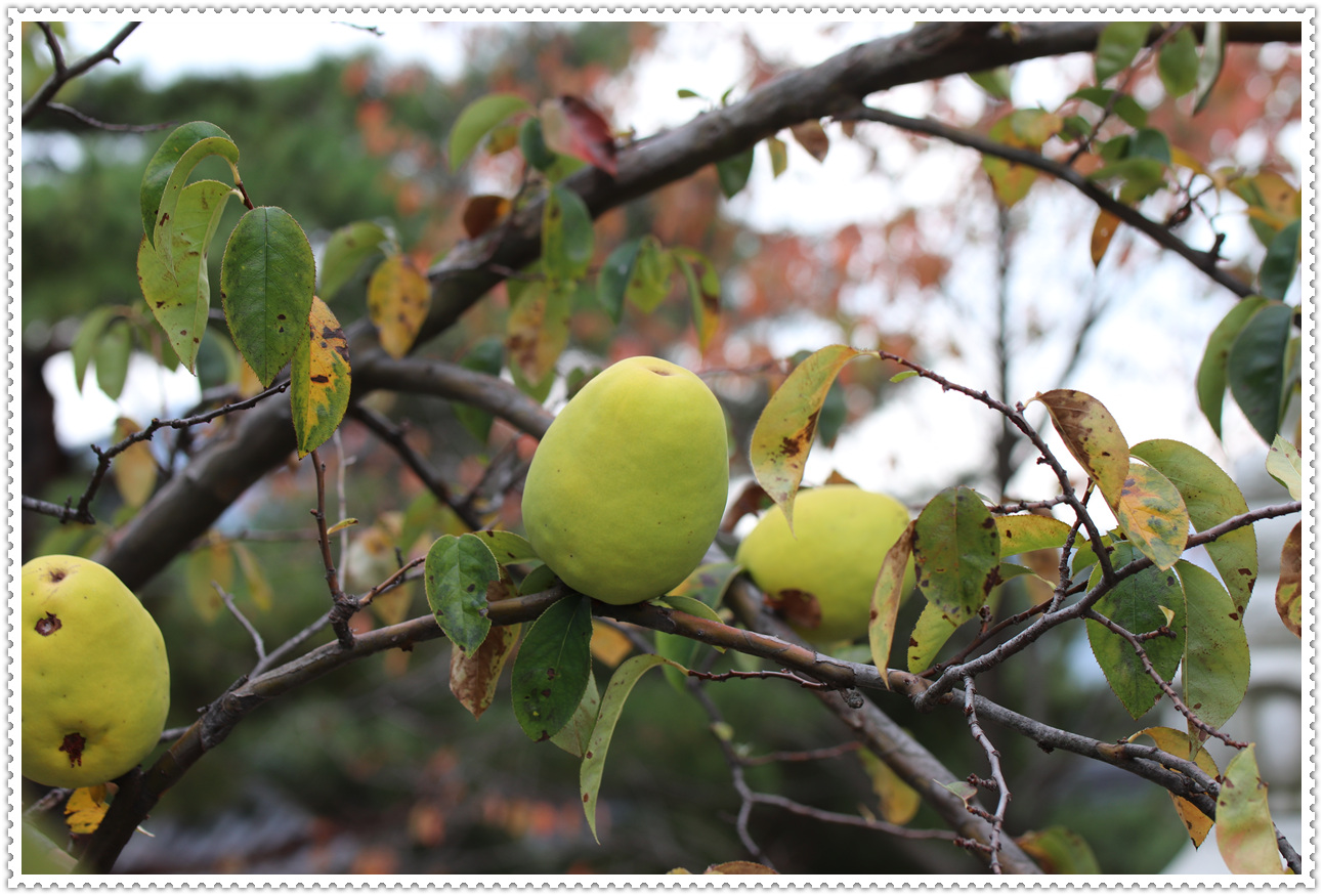 예산 덕숭산 수덕사