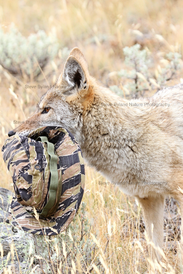 Steve Byland Nature Photography: Bloody Dingo Stole My Boonie!