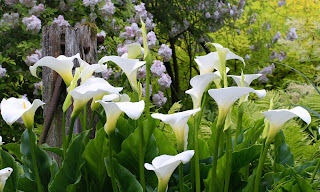 Calla Lily HQ Wallpapers