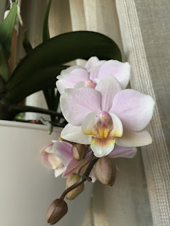 , Abbiamo iniziato tutti cos&igrave;!, diarid'orchidee