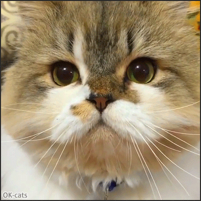 Funny Cat GIF • Gorgeous British long hair with beautiful fur colors talking & chirping. He's so cute Funny Cat GIF • Gorgeous British long hair with beautiful fur colors talking & chirping. He's so cute