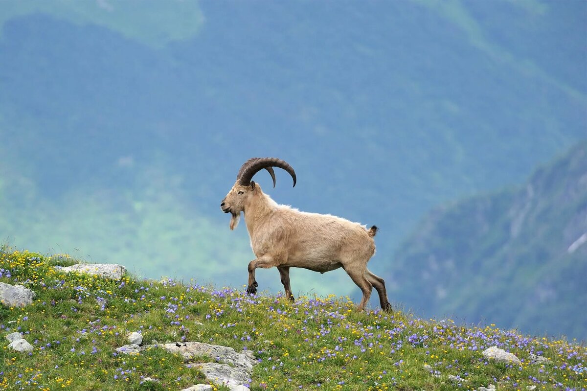 Животные в грузии Животные в грузии