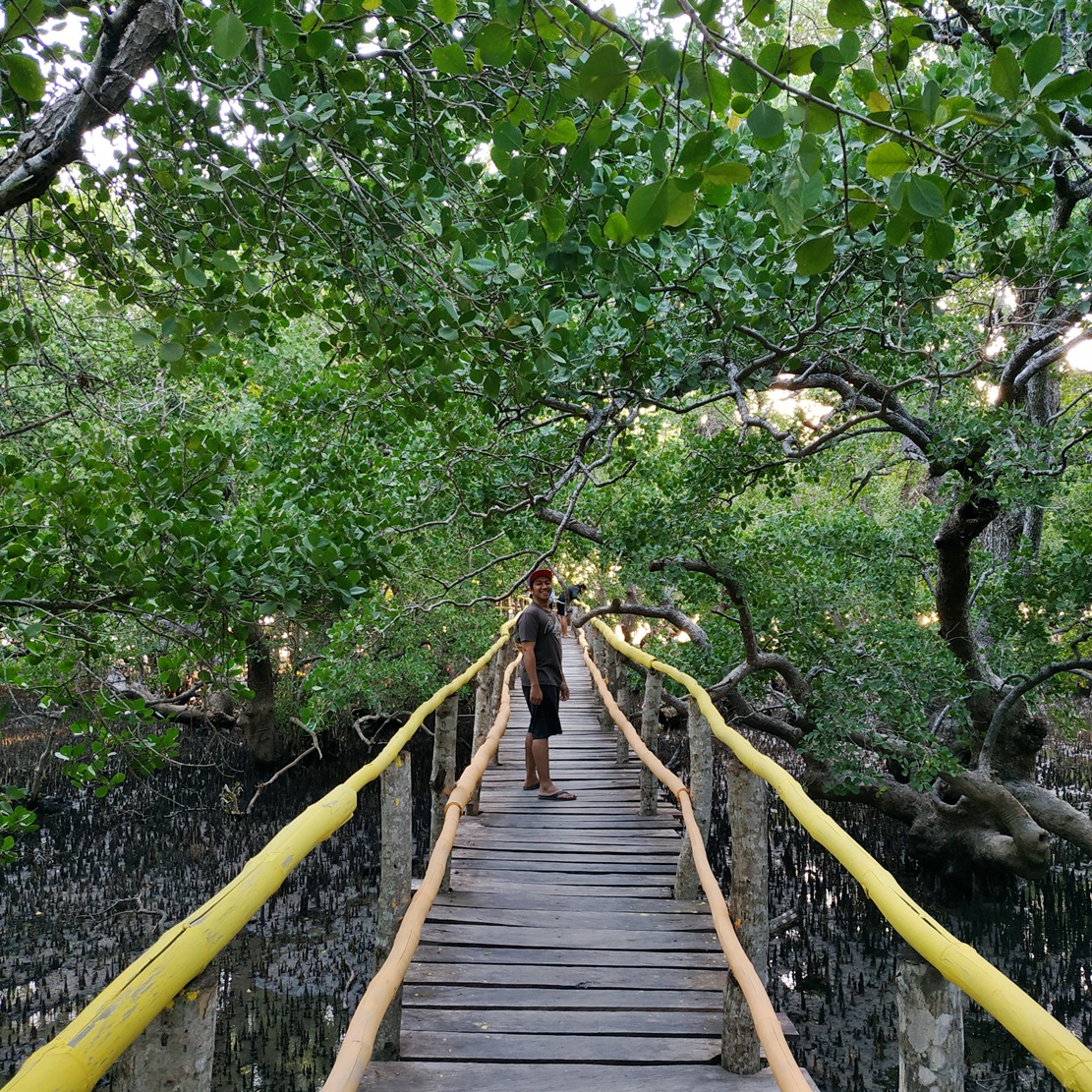 Tempat Wisata Hutan Mangrove Di Ntt