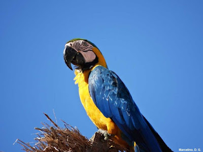Arara-canindé (Ara ararauna) ou Arara-de-barriga-amarela, uma das mais belas aves do Brasil. Foto: Dianes G. Marcelino. Arara-canindé, Ara ararauna, Arara-de-barriga-amarela, Blue-and-yellow Macaw, Macaw, aves, arara, aves do Brasil, animal, fotos de arara, fotos arara-canindé, fotos arara de barriga amarela, Tocantins