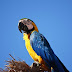 Arara-canindé: uma das mais belas aves do Brasil