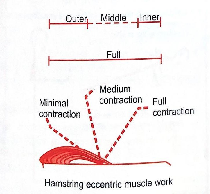 Range of Muscle work in Physiotherapy