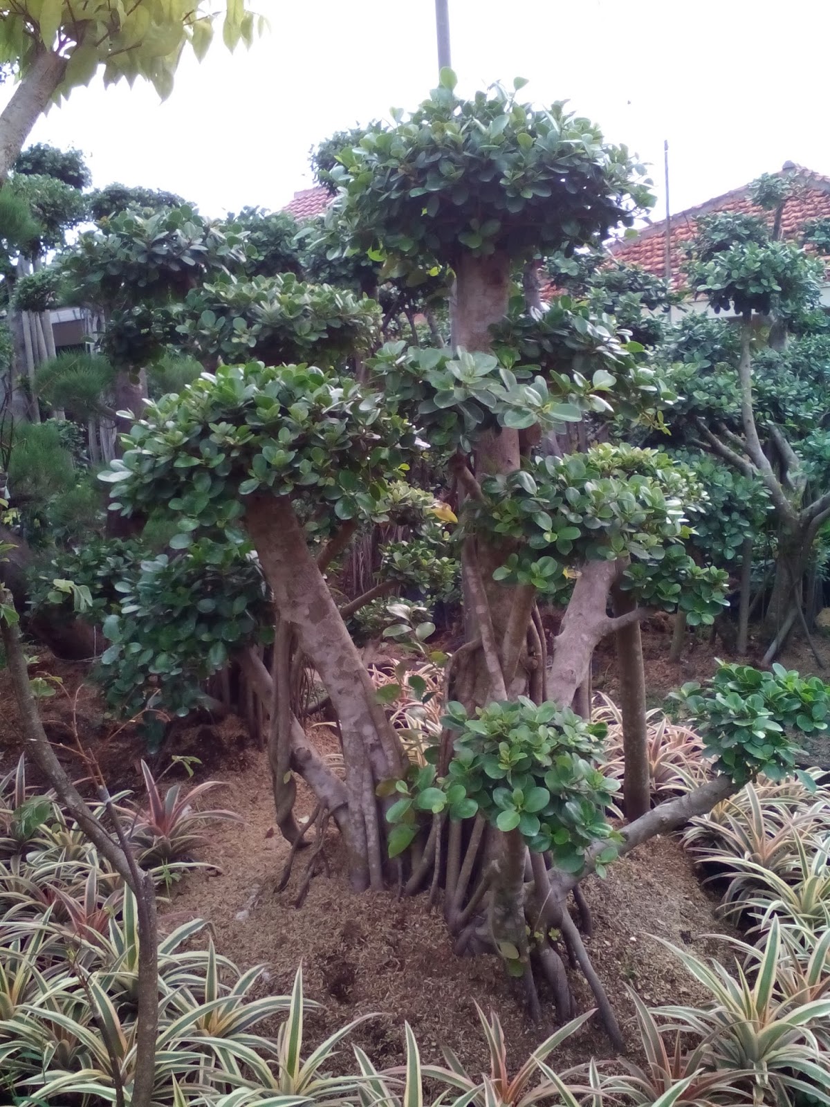 Jual bonsai beringin korea tanaman hias tukang taman Tukang Taman