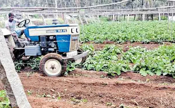Palakkad, News, Kerala, Farmers, Price, Farm, Sambath, Farmer destroy own crops 