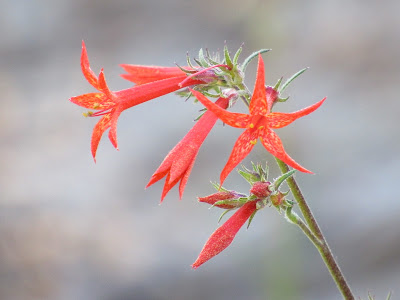 scarlet gilia