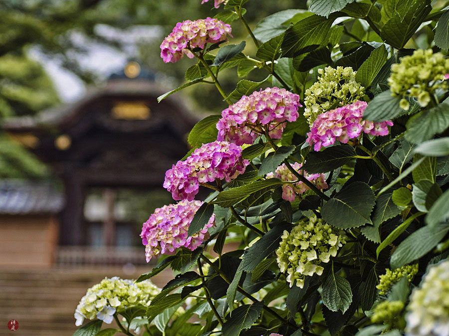 Compare Sun Burned To Fresh Annabelle Hydrangea Bloom Backyard
