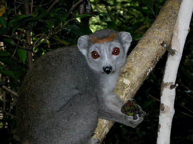 Eulemur coronatus Eulemur coronatus