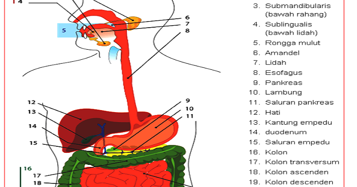 Materi Tentang Sistem Pencernaan Lengkap